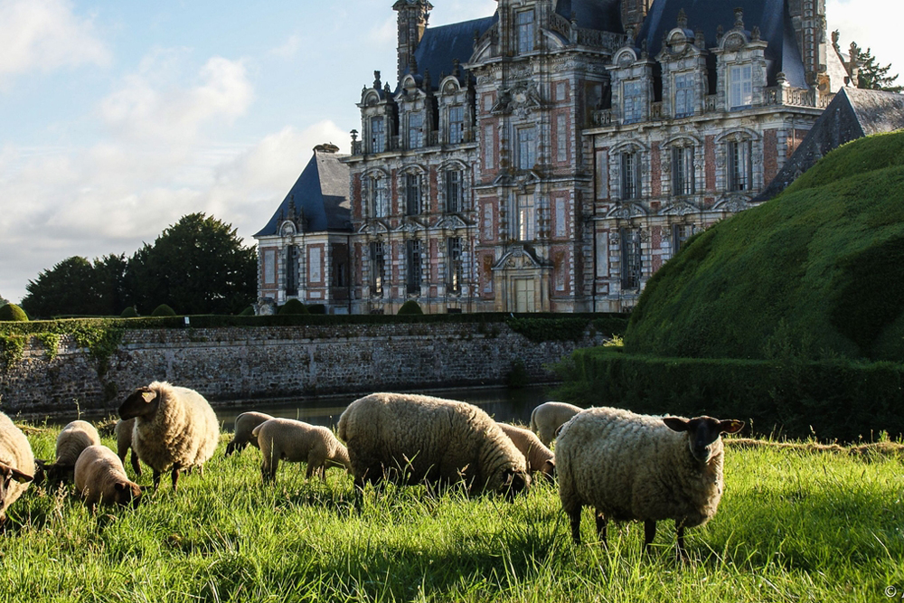 Chateau_et_moutons_verger_fea957cedf